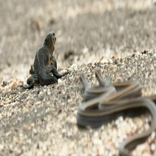 Planet Earth 2 iguana vs. snake scene
