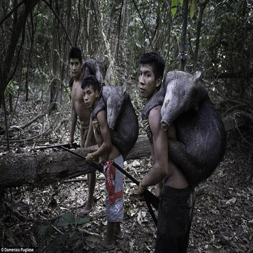amazon tribe women breastfeed animals