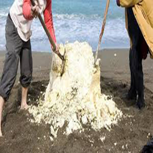 Fishermen Finding 80 Kg Of Whale Vomit