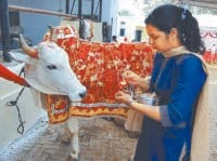 gopaastmi, festival, pray to cows, kaithal