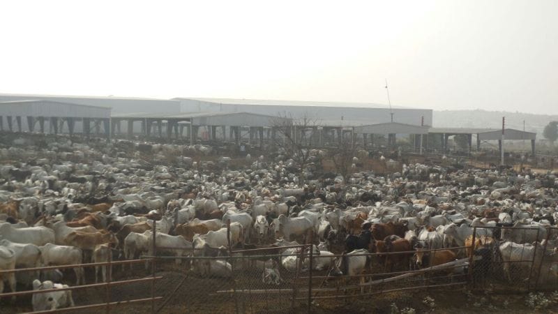 gopalan in mathura