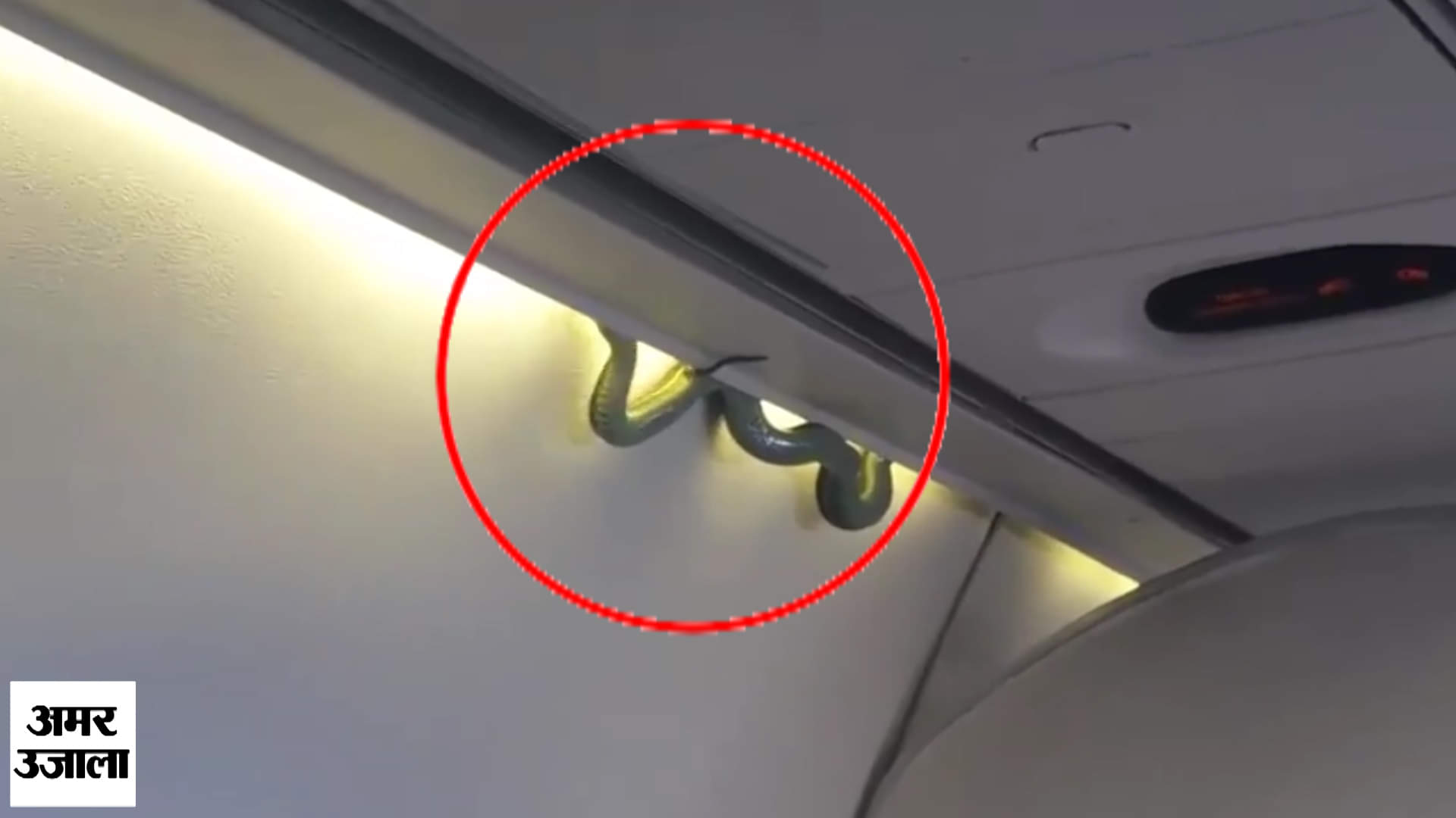 प्लेन में सांप