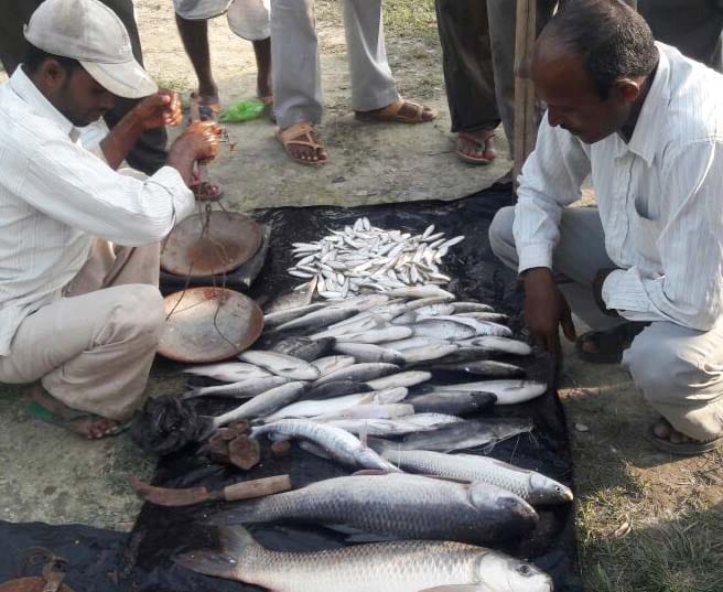 Tiger began in fish poaching 