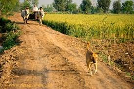 Open defecation free village and will honor Mjron