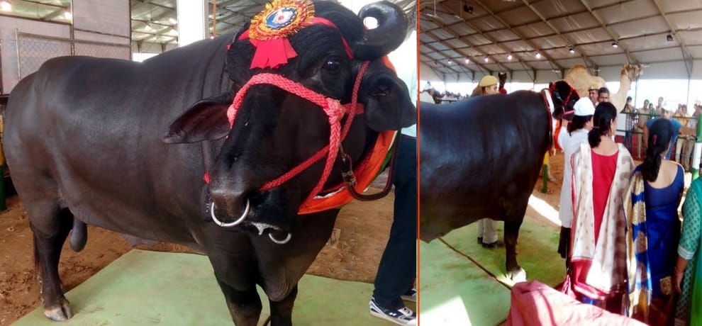 9 million 'Yuvraj' became hero, two and a half million children with alarming dose