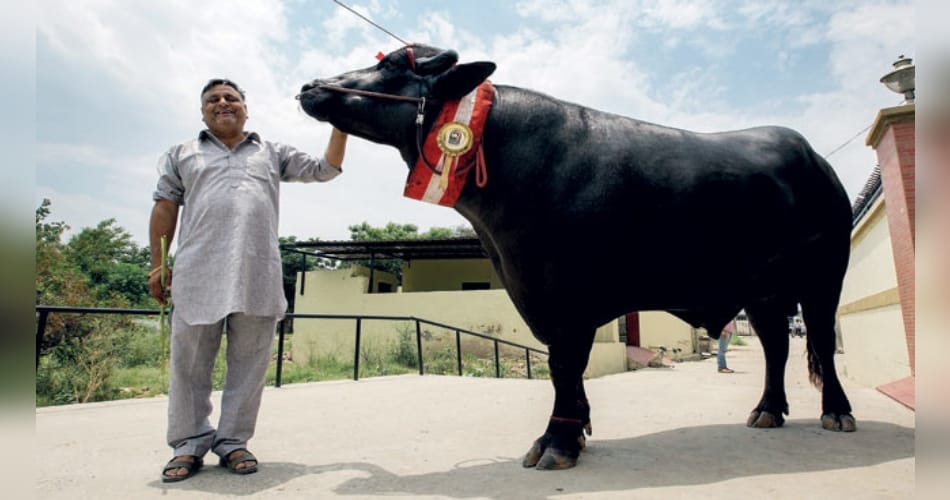 murrah buffaloe Yuvraj worth rupees 9 crores, know all