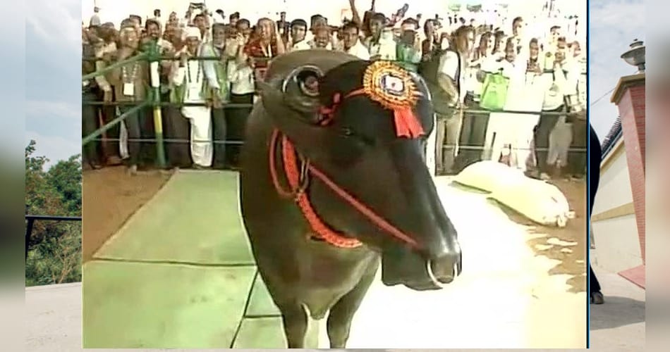 murrah buffaloe Yuvraj worth rupees 9 crores, know all