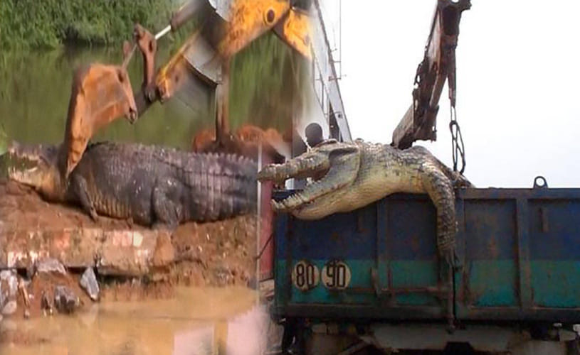 Giant crocodile is rescued after getting stuck
