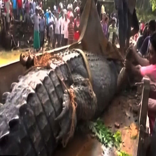 Giant crocodile is rescued after getting stuck