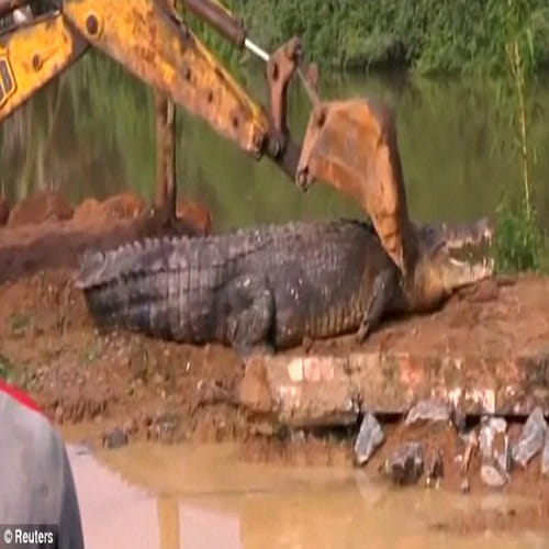 Giant crocodile is rescued after getting stuck