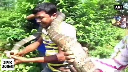 16 ft long King Cobra rescued in odisa by Similipal Tiger Reserve