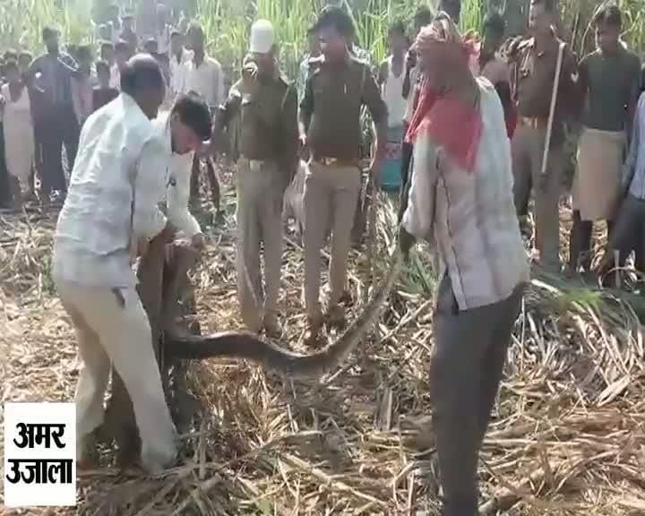 अजगर