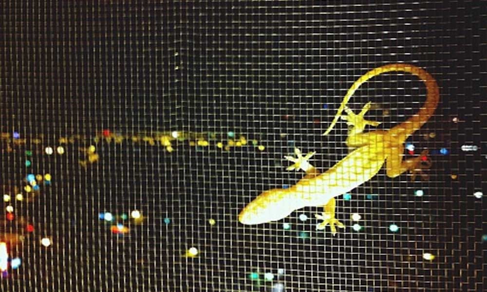 Home Remedies For Lizard