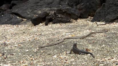 marine iguanas run for their lives from snakes hunting 