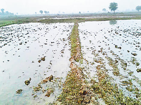 Canal inundated crop harvest 25 acres