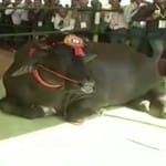 मर्सिडीज कार से महंगा भैंसा