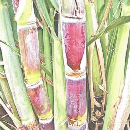 sugar mil matter highlight in lucknow