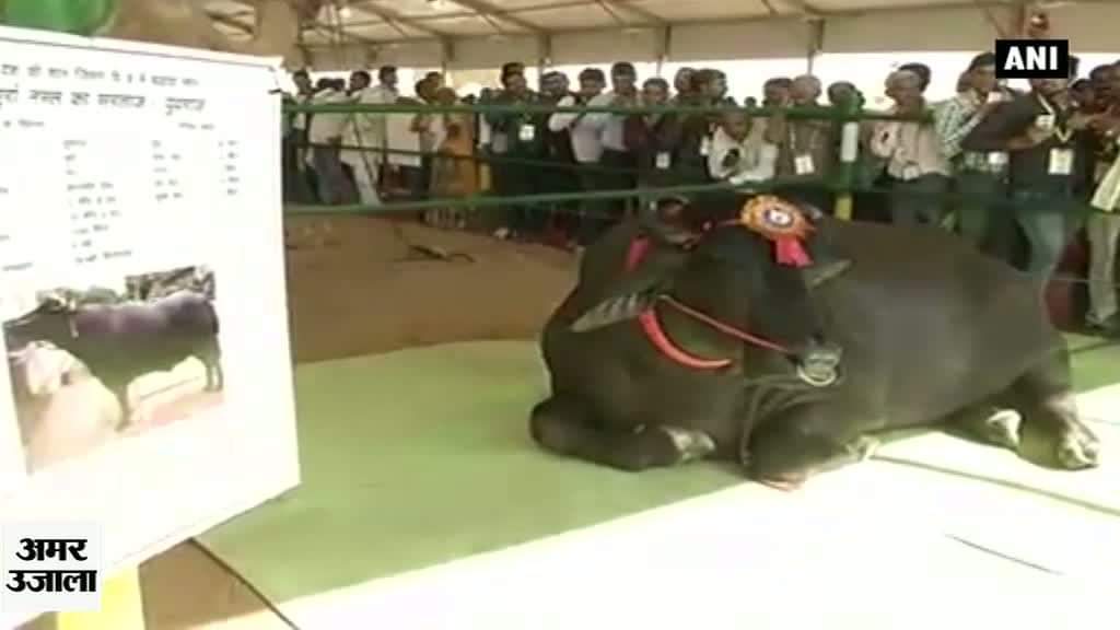 मर्सिडीज कार से महंगा भैंसा