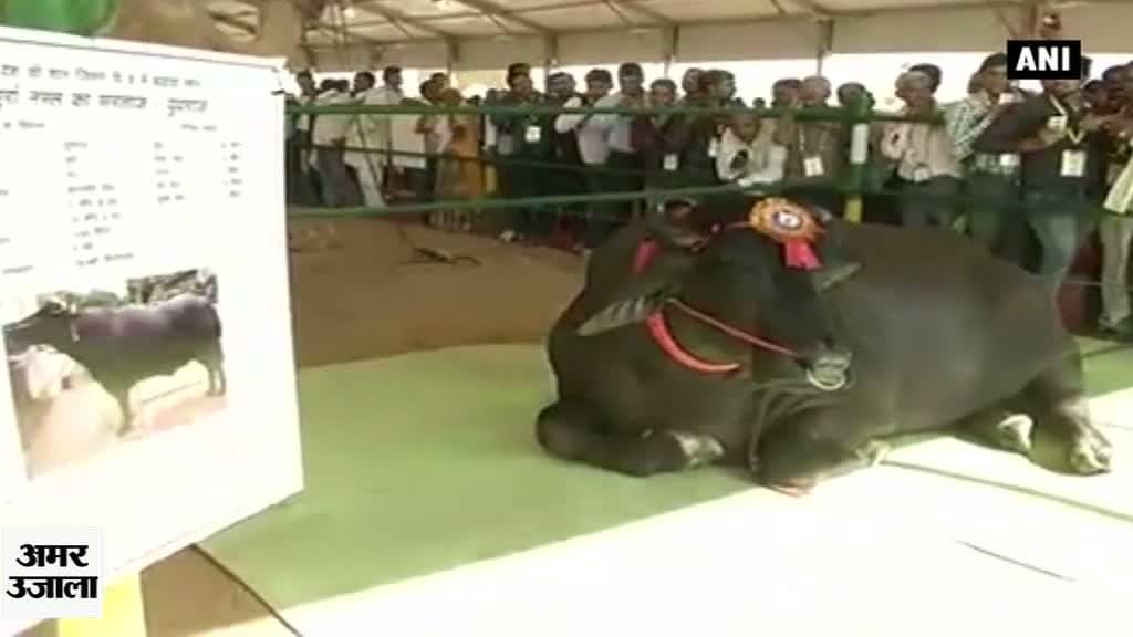 मर्सिडीज कार से महंगा भैंसा