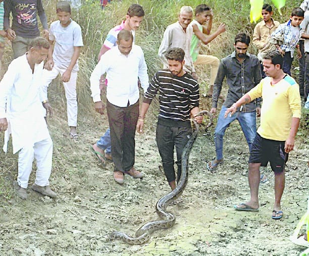 Python was lying on the road for hours, drink