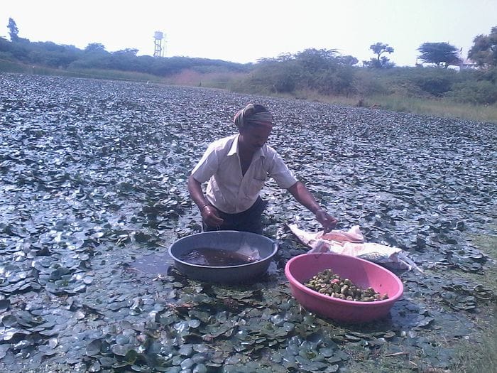  water chestnut farmer smiled after six years 