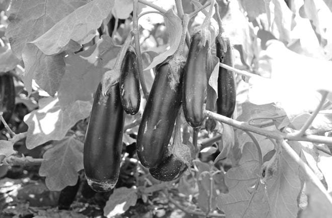 brinjal crop to pests 