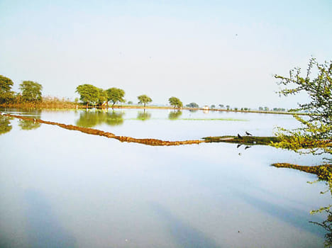 Lili has authored hundreds of acres of crops overflow