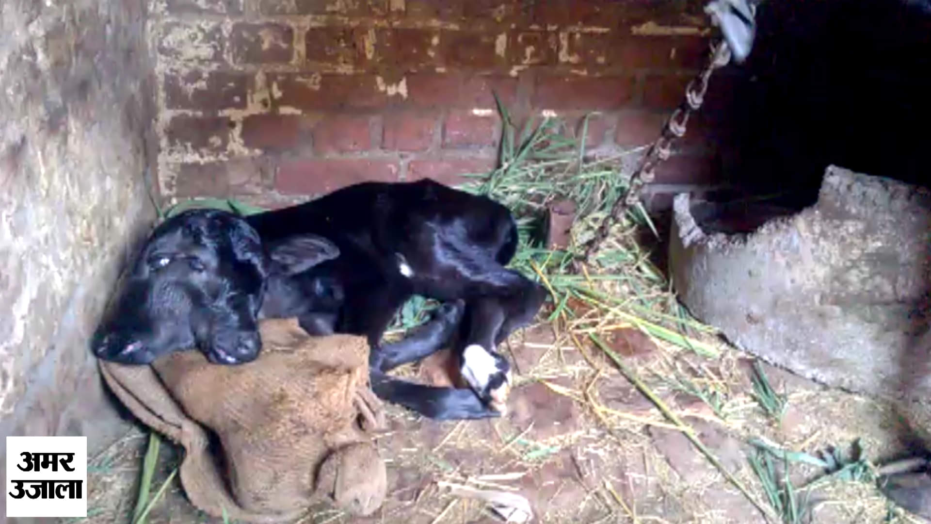 अजूबा बछड़ा