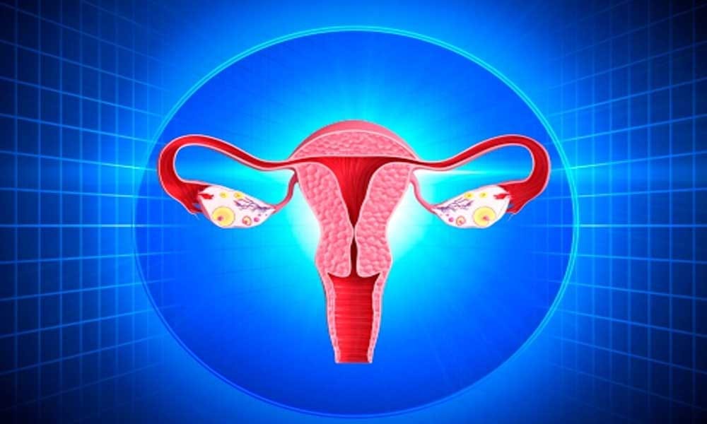 Facts About Private Part Of Women