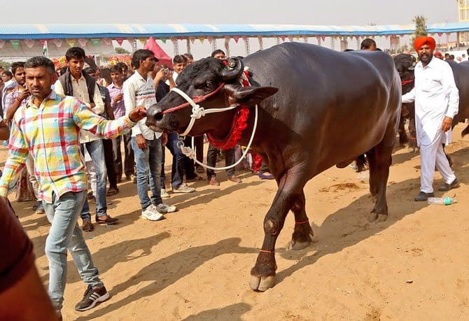 21 crore Murrah buffelo Sultan, price is equal to 84 mercedes