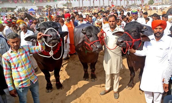 21 crore Murrah buffelo Sultan, price is equal to 84 mercedes