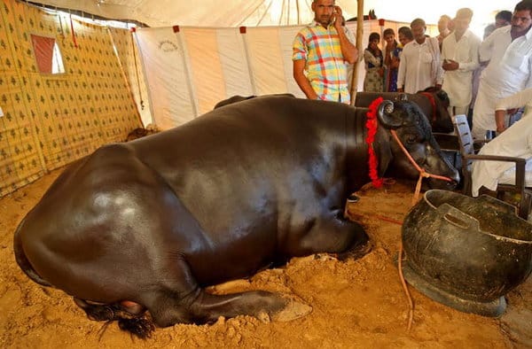21 crore Murrah buffelo Sultan, price is equal to 84 mercedes