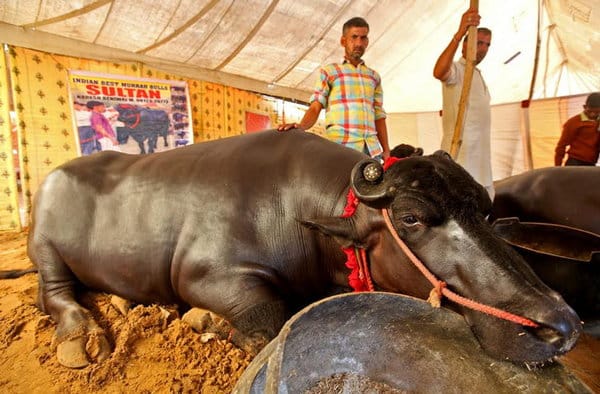21 crore Murrah buffelo Sultan, price is equal to 84 mercedes