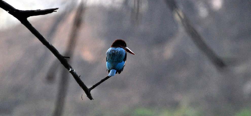 Bird flu fear: Bad news for tourists, the national bird park will be closed for one month
