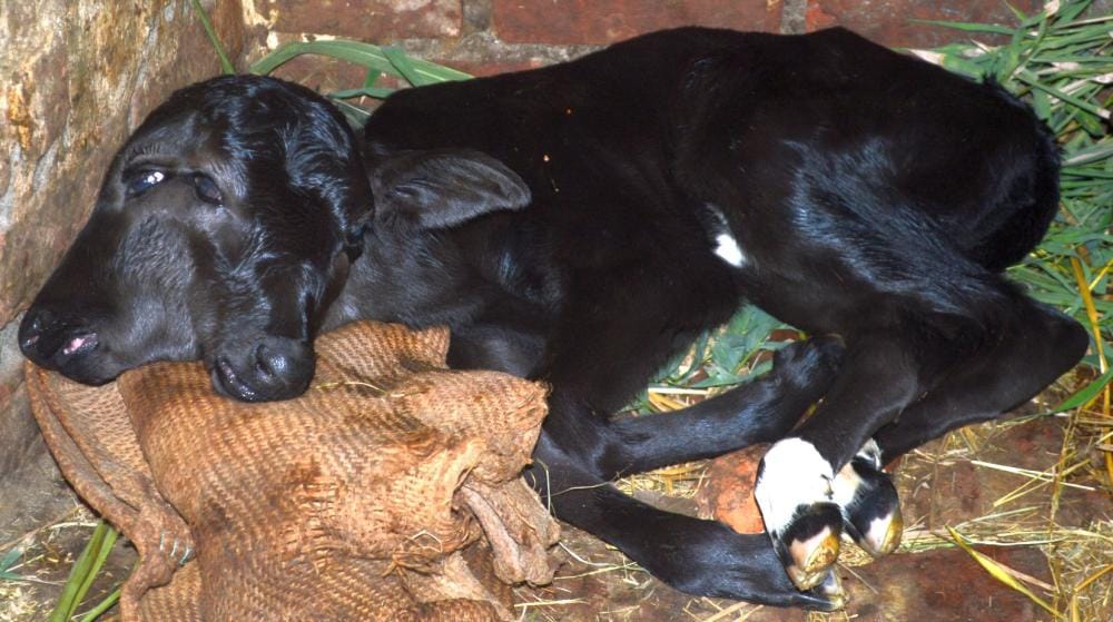 two faced calf born in kashipur
