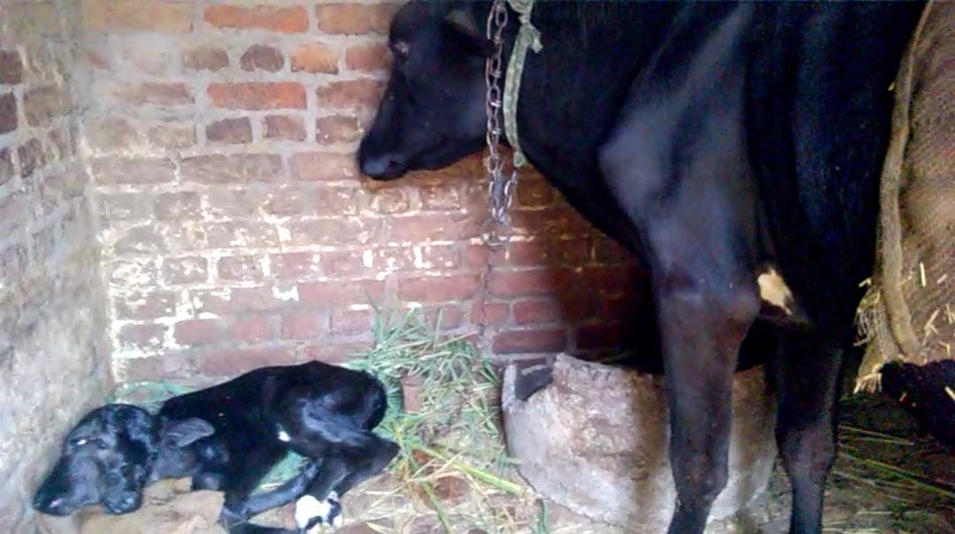 two faced calf born in kashipur
