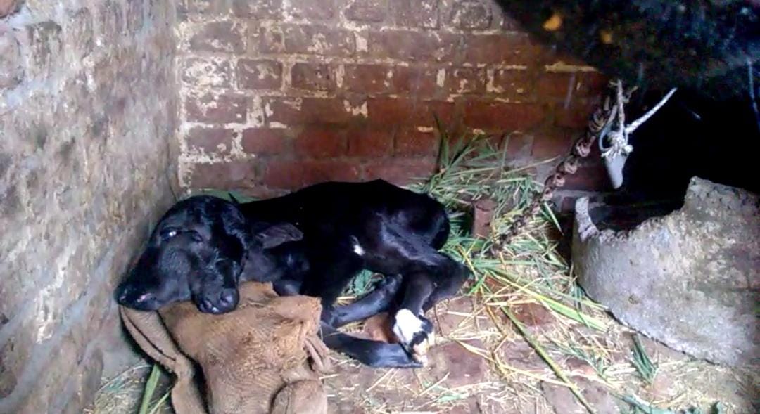 two faced calf born in kashipur