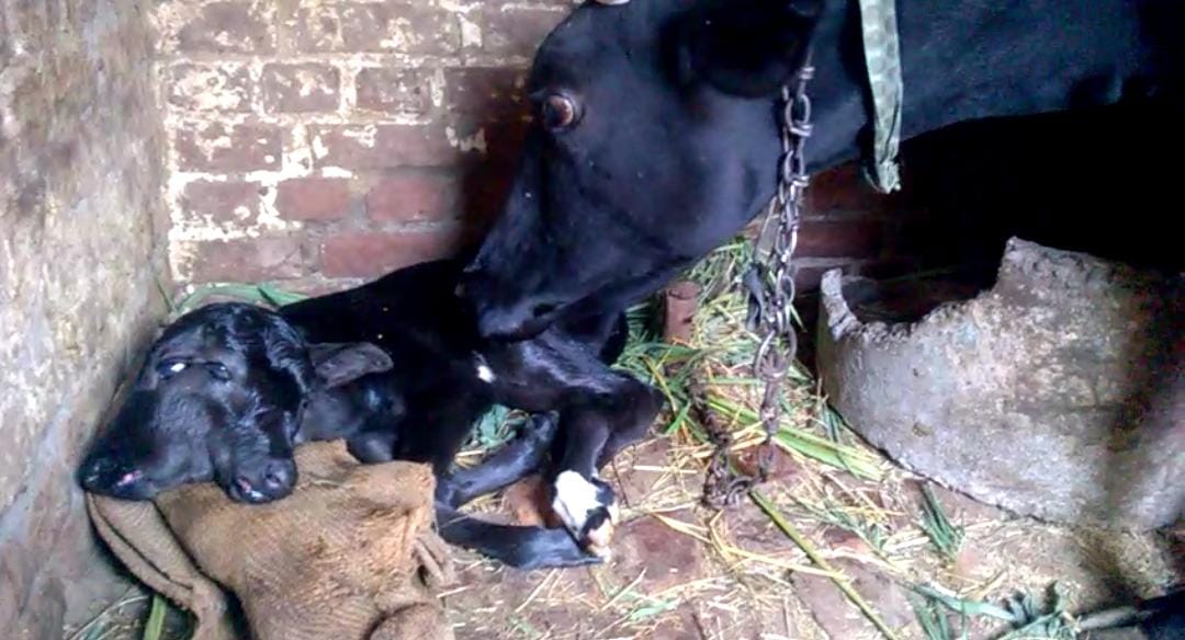 two faced calf born in kashipur