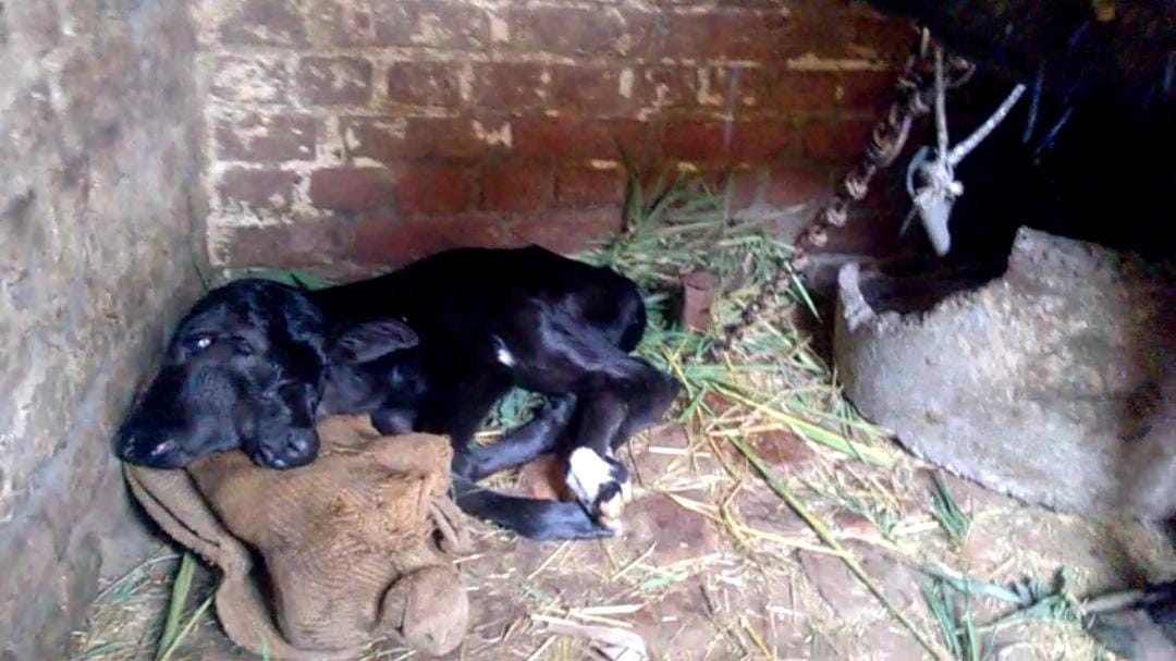 two faced calf born in kashipur