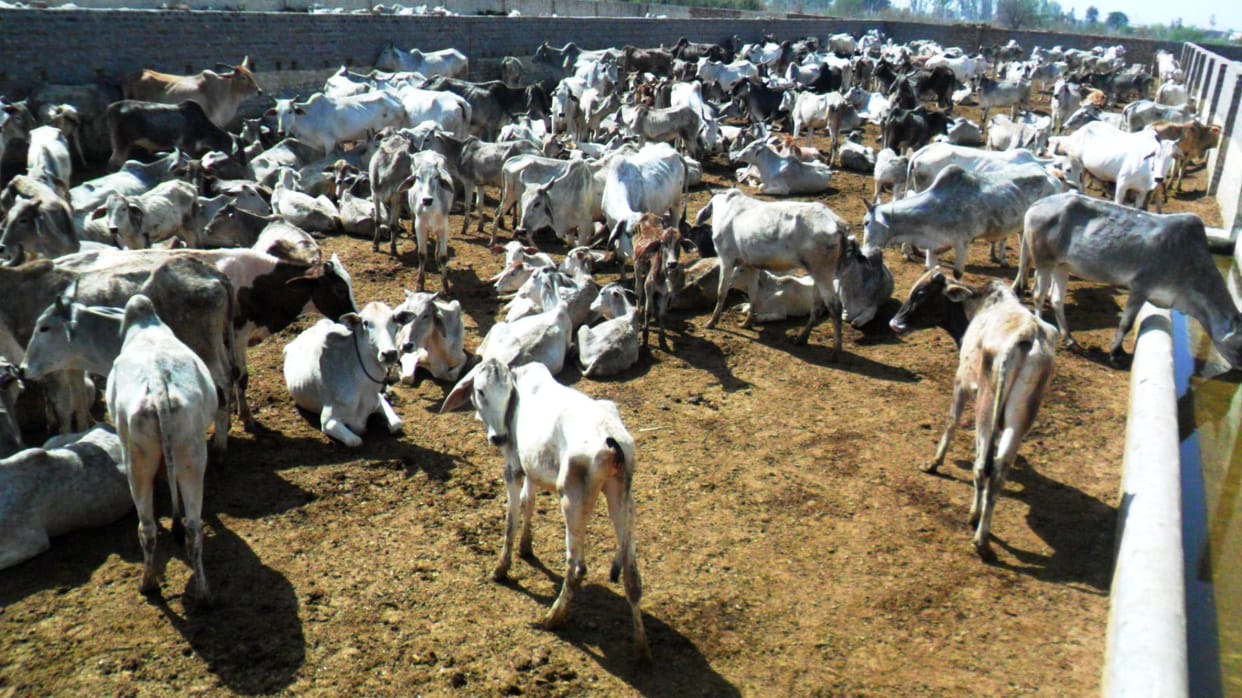 cows suffering in cow shelter