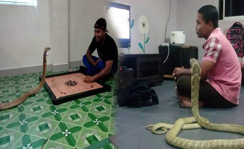 man marries SNAKE he believes is his dead girlfriend reincarnated