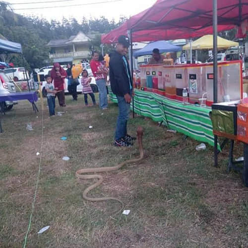 man marries SNAKE he believes is his dead girlfriend reincarnated