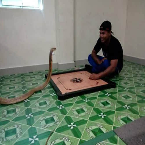 man marries SNAKE he believes is his dead girlfriend reincarnated
