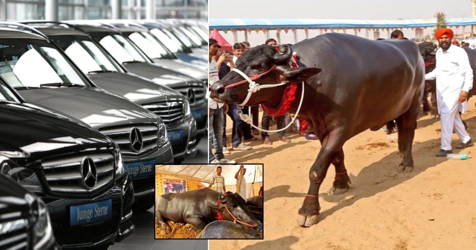 21 crore Murrah buffelo Sultan, price is equal to 84 mercedes