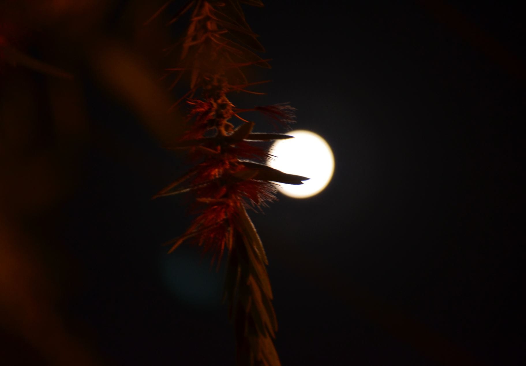 moon became large and closer to earth.