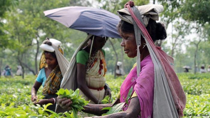 Kolkata: currency ban led to starvation for the tea plantation workers
