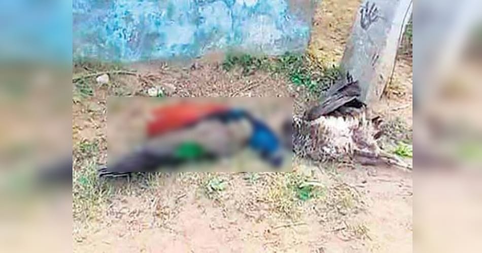 3 peacocks found dead in mysterious circumstances