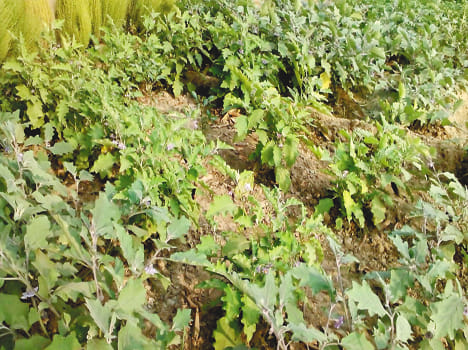 Brinjal plotting against pests, farmers sleep Uri
