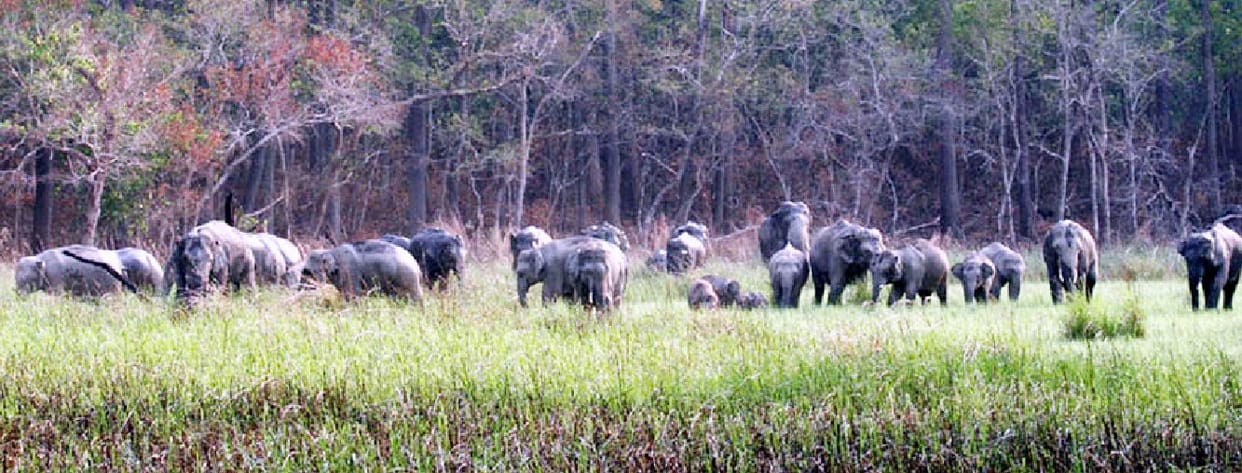 Dudhwa the door open for tourists