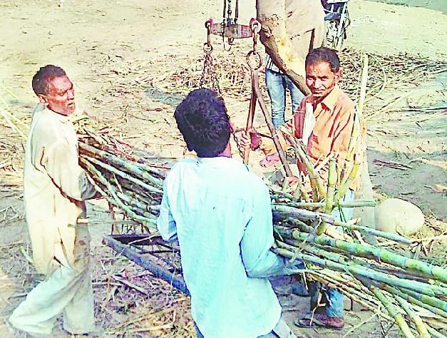 Sugarcane farmers are forced to pay credit